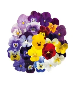 Panselute mix, seminte pansele Viola flori Viola Wittrockiana, amestec de culori, 0.2 grame, Opal